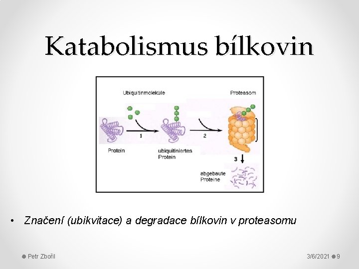 Katabolismus bílkovin • Značení (ubikvitace) a degradace bílkovin v proteasomu Petr Zbořil 3/6/2021 9