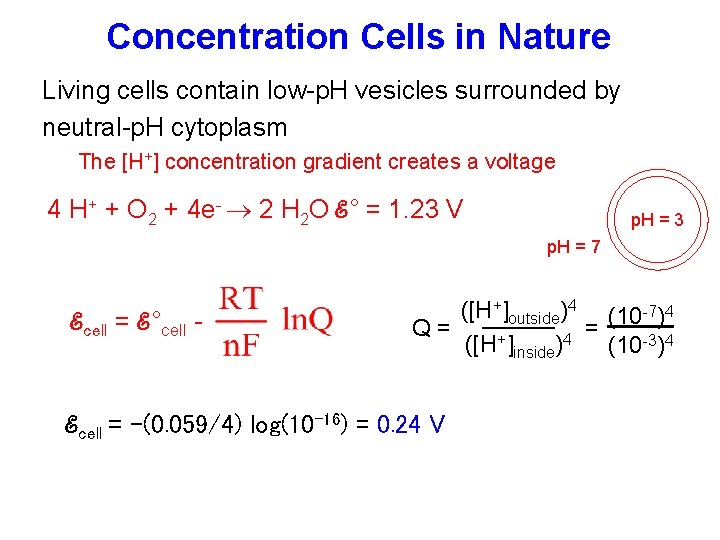 Concentration Cells in Nature Living cells contain low-p. H vesicles surrounded by neutral-p. H
