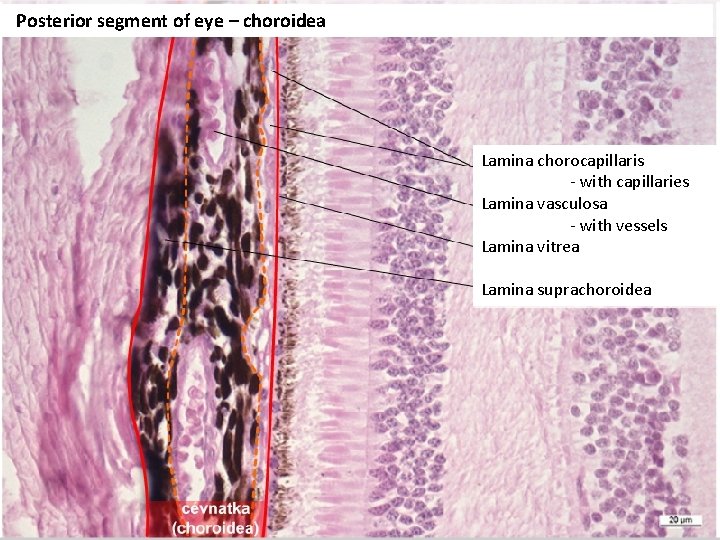 Posterior segment of eye – choroidea Lamina chorocapillaris - with capillaries Lamina vasculosa -