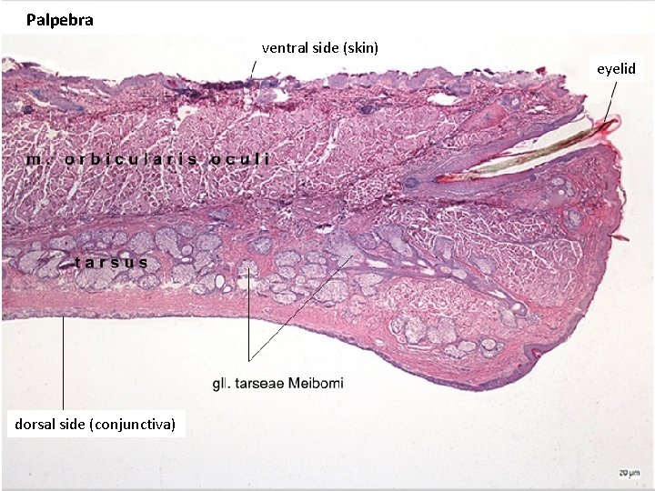Palpebra ventral side (skin) eyelid dorsal side (conjunctiva) 