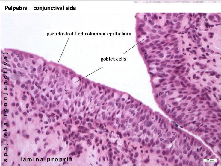 Palpebra – conjunctival side pseudostratified columnar epithelium goblet cells 
