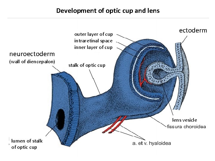 Development of optic cup and lens neuroectoderm (wall of diencepalon) outer layer of cup