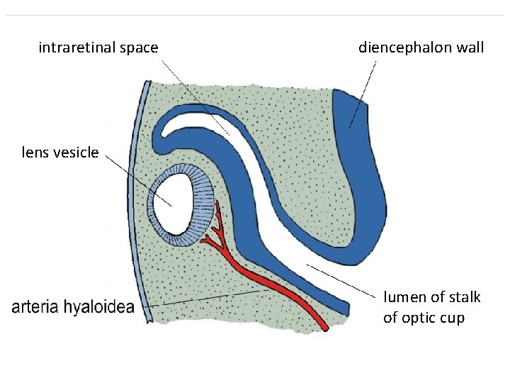  intraretinal space diencephalon wall lens vesicle lumen of stalk of optic cup 