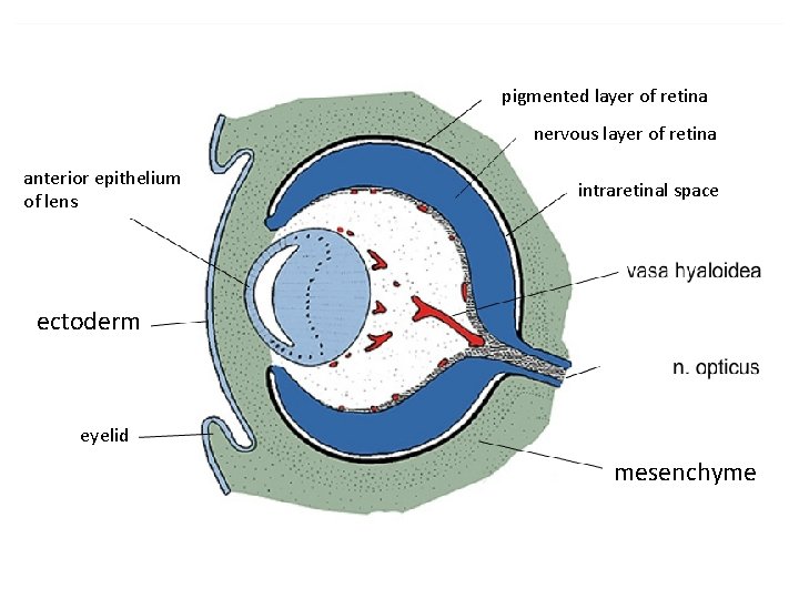 pigmented layer of retina nervous layer of retina anterior epithelium of lens intraretinal space