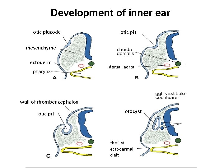 Development of inner ear otic placode otic pit mesenchyme ectoderm dorsal aorta wall of
