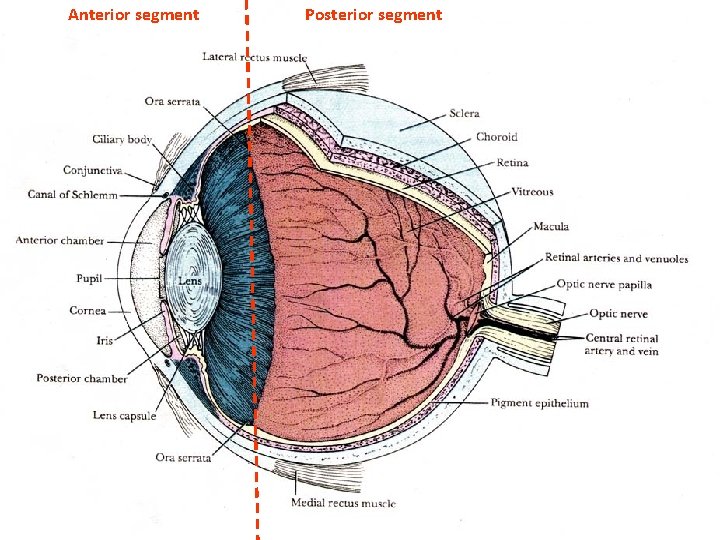  Anterior segment Posterior segment 