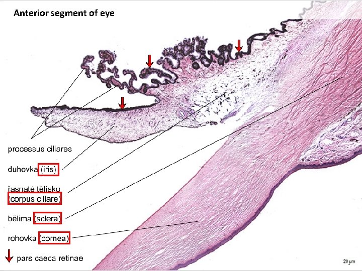 Anterior segment of eye 