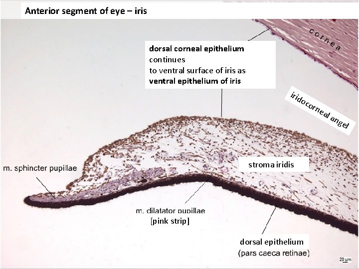 Anterior segment of eye – iris dorsal corneal epithelium continues to ventral surface of