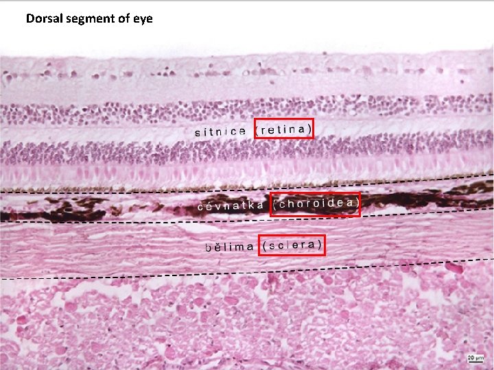 Dorsal segment of eye 