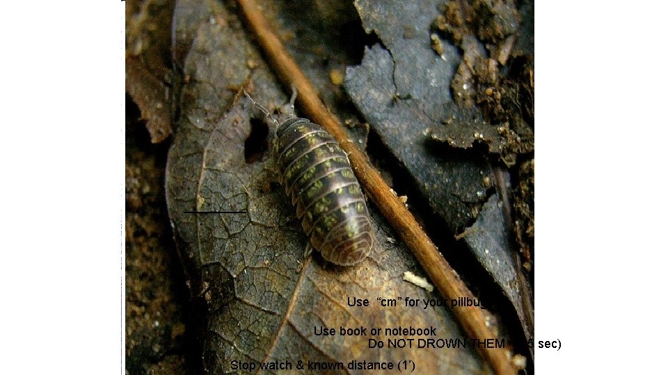 Use “cm” for your pillbugs Use book or notebook Do NOT DROWN THEM (2