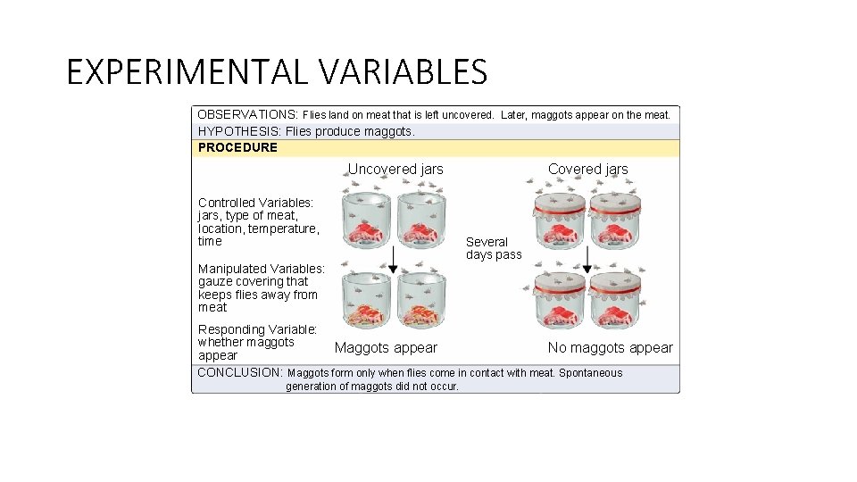 EXPERIMENTAL VARIABLES OBSERVATIONS: Flies land on meat that is left uncovered. Later, maggots appear