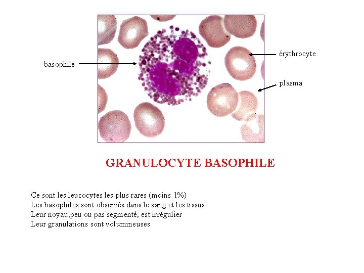 érythrocyte basophile plasma GRANULOCYTE BASOPHILE Ce sont les leucocytes les plus rares (moins 1%)