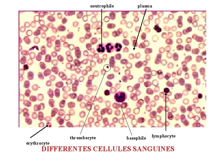neutrophile thrombocyte érythrocyte plasma basophile lymphocyte DIFFERENTES CELLULES SANGUINES 
