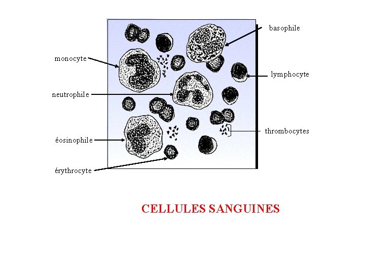 basophile monocyte lymphocyte neutrophile thrombocytes éosinophile érythrocyte CELLULES SANGUINES 