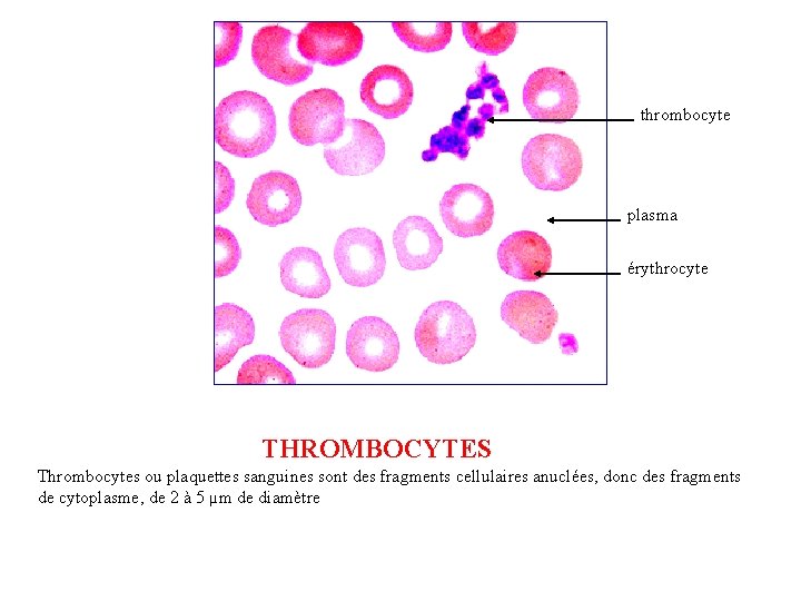 thrombocyte plasma érythrocyte THROMBOCYTES Thrombocytes ou plaquettes sanguines sont des fragments cellulaires anuclées, donc