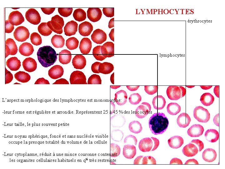 LYMPHOCYTES érythrocytes lymphocytes L’aspect morphologique des lymphocytes est monomorphe: -leur forme est régulière et