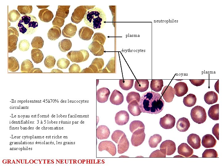 neutrophiles plasma érythrocytes noyau -Ils représentent 45à 70% des leucocytes circulants -Le noyau est