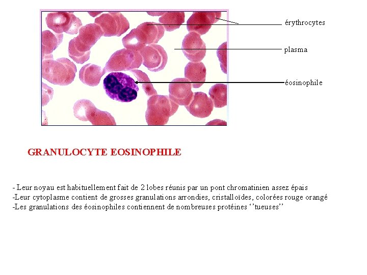 érythrocytes plasma éosinophile GRANULOCYTE EOSINOPHILE - Leur noyau est habituellement fait de 2 lobes