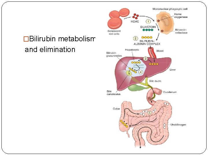 �Bilirubin metabolism and elimination 