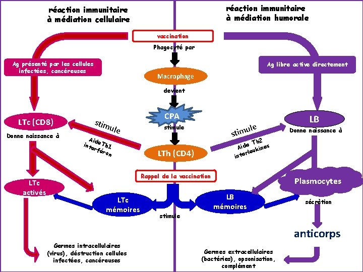 réaction immunitaire à médiation humorale réaction immunitaire à médiation cellulaire antigène vaccination (1 er