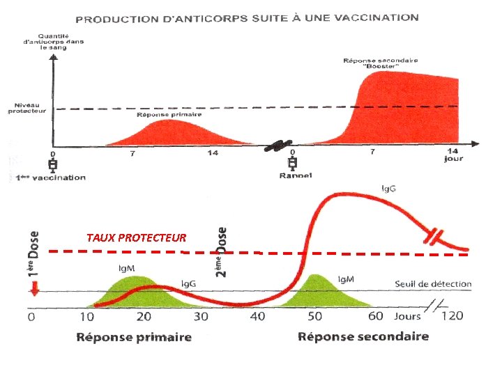 TAUX PROTECTEUR 