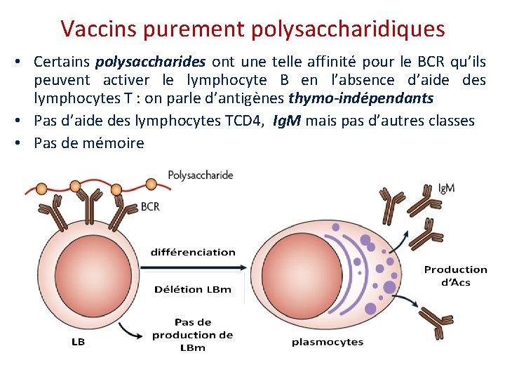 Vaccins purement polysaccharidiques • Certains polysaccharides ont une telle affinité pour le BCR qu’ils
