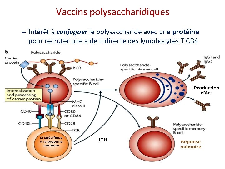 Vaccins polysaccharidiques – Intérêt à conjuguer le polysaccharide avec une protéine pour recruter une
