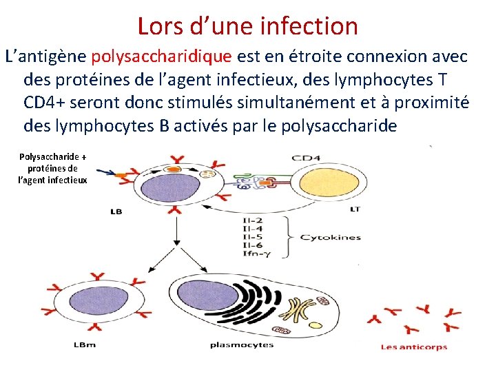 Lors d’une infection L’antigène polysaccharidique est en étroite connexion avec des protéines de l’agent