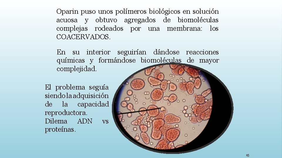 Oparin puso unos polímeros biológicos en solución acuosa y obtuvo agregados de biomoléculas complejas