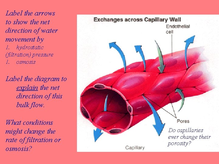 Label the arrows to show the net direction of water movement by 1. hydrostatic