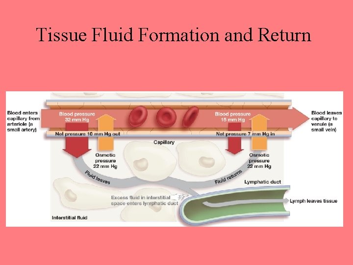 Tissue Fluid Formation and Return 