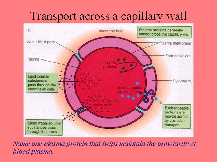 Transport across a capillary wall Name one plasma protein that helps maintain the osmolarity