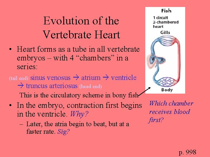 Evolution of the Vertebrate Heart • Heart forms as a tube in all vertebrate