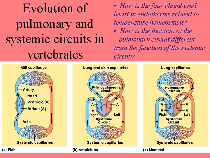 Evolution of pulmonary and systemic circuits in vertebrates • How is the four chambered