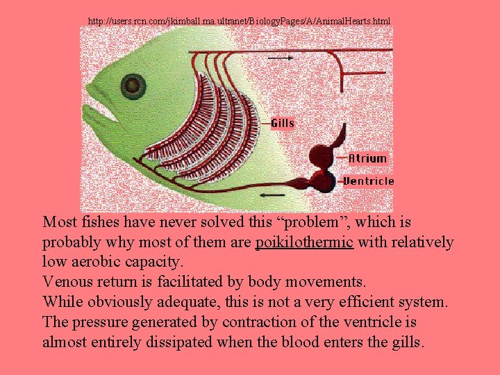 http: //users. rcn. com/jkimball. ma. ultranet/Biology. Pages/A/Animal. Hearts. html Most fishes have never solved