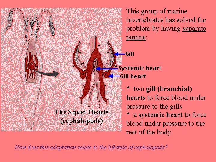 This group of marine invertebrates has solved the problem by having separate pumps: The