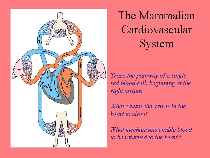 The Mammalian Cardiovascular System Trace the pathway of a single red blood cell, beginning