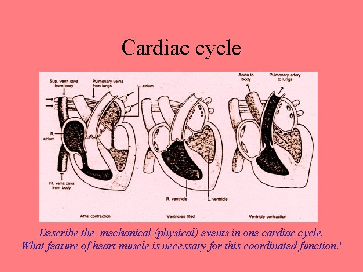 Cardiac cycle Describe the mechanical (physical) events in one cardiac cycle. What feature of