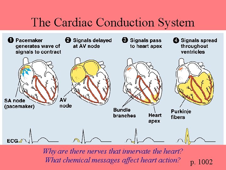 The Cardiac Conduction System Why are there nerves that innervate the heart? What chemical