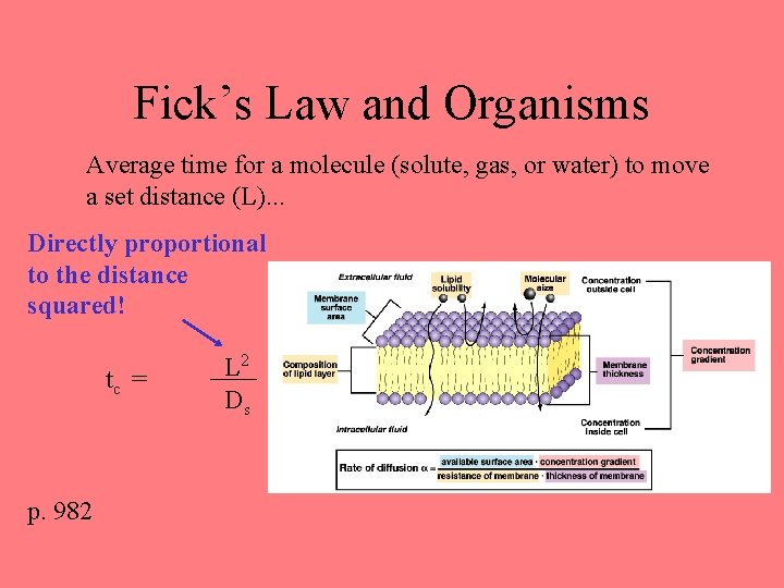 Fick’s Law and Organisms Average time for a molecule (solute, gas, or water) to