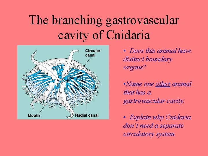 The branching gastrovascular cavity of Cnidaria • Does this animal have distinct boundary organs?