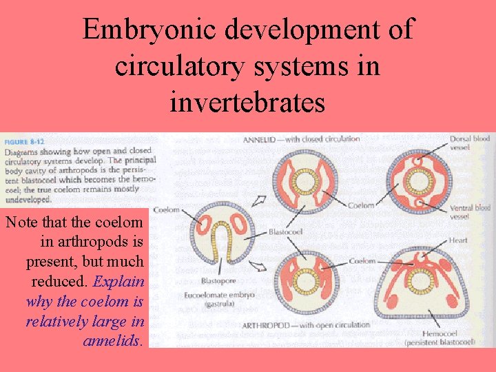 Embryonic development of circulatory systems in invertebrates Note that the coelom in arthropods is