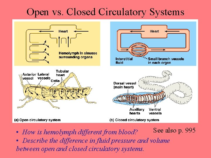Open vs. Closed Circulatory Systems See also p. 995 • How is hemolymph different