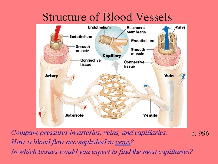 Structure of Blood Vessels Compare pressures in arteries, veins, and capillaries. p. 996 How