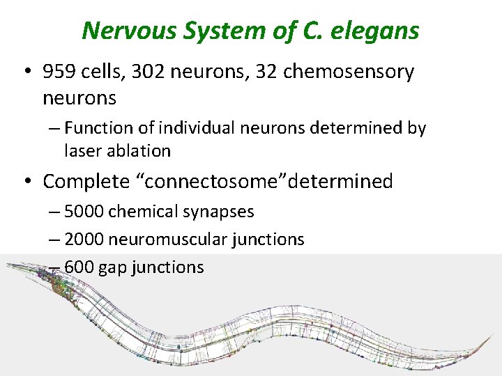 Nervous System of C. elegans • 959 cells, 302 neurons, 32 chemosensory neurons –