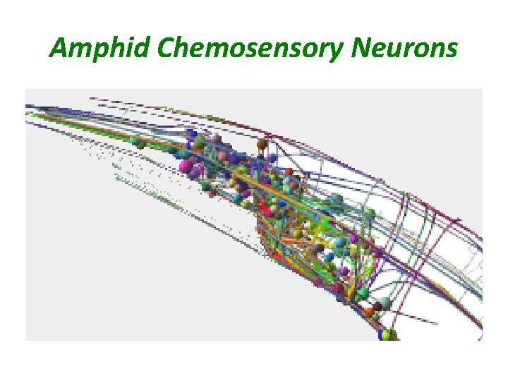 Amphid Chemosensory Neurons 
