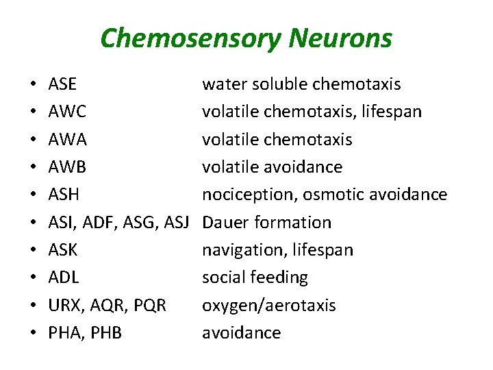 Chemosensory Neurons • • • ASE AWC AWA AWB ASH ASI, ADF, ASG, ASJ