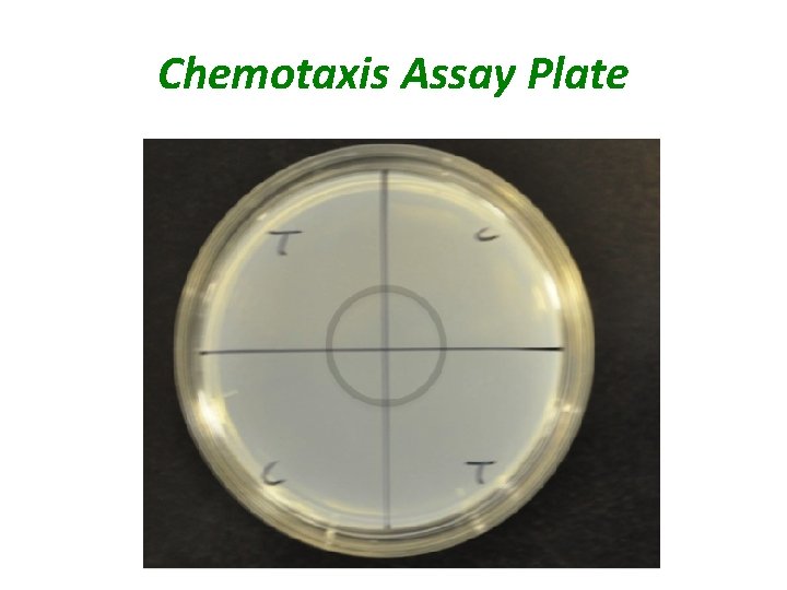 Chemotaxis Assay Plate 