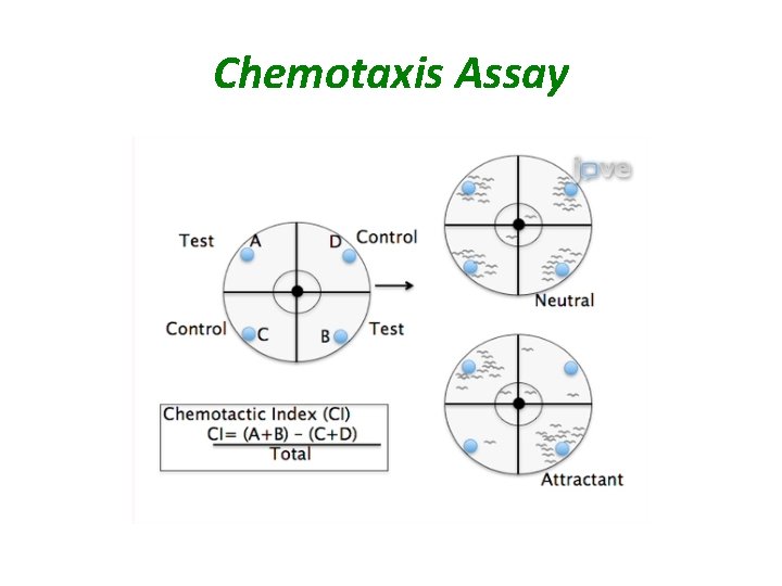 Chemotaxis Assay 