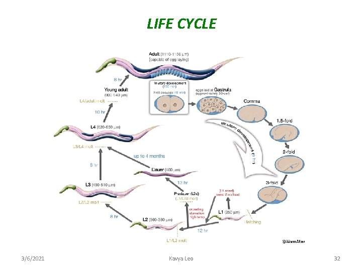 LIFE CYCLE 3/6/2021 Kavya Leo 32 